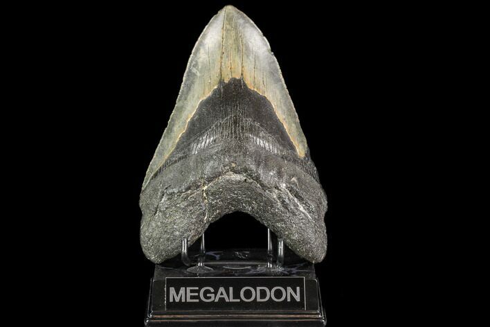 Fossil Megalodon Tooth - + Foot Prehistoric Shark #109554